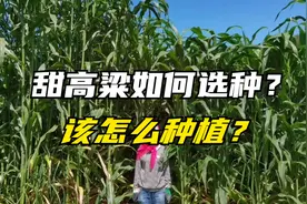 甜高粱品种多，该怎么去选种？如何种植产量高？这样种没错！视频封面