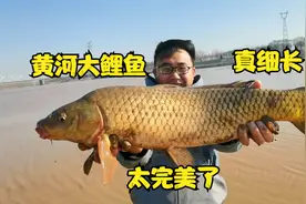 黄河大鲤鱼又细又长，太漂亮了，一网拖上岸，真让人羡慕视频封面