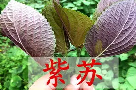 紫苏又称“双色树叶”，原来也有这么好的价值，带大家认识一下视频封面