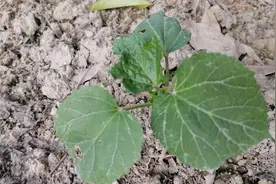 种植秋葵想高产，地里这样操作，秋葵结得多又嫩，一茬比一茬多视频封面