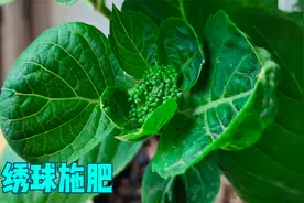 绣球长花苞，磷酸二氢钾用几次？我这样用，想用几次用几次视频封面