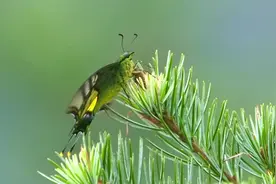 蝶中皇后现身！韶关首次记录到我国唯一蝶类国家一级保护野生动物视频封面