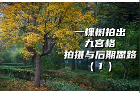 一棵树拍出九宫格，拍摄与后期思路，适合新手的摄影教程（1）