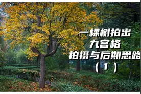 一棵树拍出九宫格，拍摄与后期思路，适合新手的摄影教程（1）视频封面
