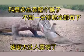 科莫多巨蜥吃东西的速度真快，生吞猴子不到一分钟就吃完了
