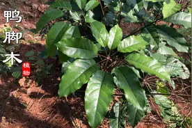 “鹅掌柴”农村路边常见，它的4种用处你知道几种呢？快来了解下视频封面