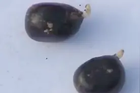 牡丹的栽培技术，如何进行种子采收？出苗率才能达到100％视频封面