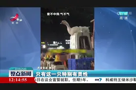 套圈摊的大鹅竟然有“绝招”视频封面