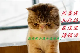自媒体福利，简单申请，拿回头条提现扣除的钱视频封面