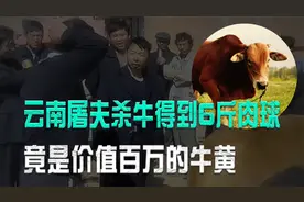 云南屠夫杀牛得肉球，专家说是价值百万的牛黄，为何这么值钱？