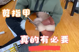 猫咪的指甲一定要剪，一定要剪，一定要剪！重要的事情说三遍！