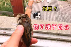 猫：你吃啊！为什么不吃？视频封面