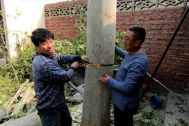 农村卖树，1棵15年的法国梧桐树贩子给多少钱？听完不敢相信视频封面