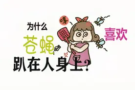 好奇心大作战：苍蝇为什么喜欢趴在你的身上？视频封面