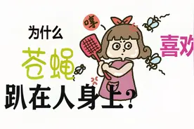 好奇心大作战：苍蝇为什么喜欢趴在你的身上？