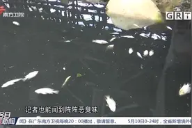 广州南沙：河涌水发黑又发臭，周边居民苦不堪言|今日最新闻视频封面