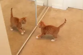 猫咪照镜子后，一脸懵的跑到镜子后面，笑到停不下来视频封面