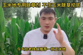 农业种植技术，玉米地专用除草剂，不伤玉米除草彻底视频封面
