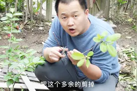 如何在家里种出富丽堂皇的白玉兰？三少教你只用3分钟学4个要点视频封面