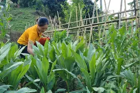 抓点鱼去售卖，饲养这么久了都长的很费，卖了好久都没卖完视频封面