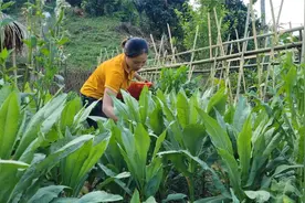 抓点鱼去售卖，饲养这么久了都长的很费，卖了好久都没卖完视频封面