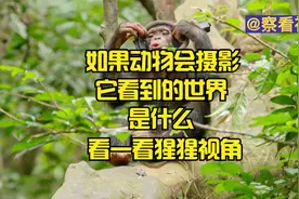 如果动物会摄影：它看到的世界是什么？看看猩猩的第一视角！！视频封面