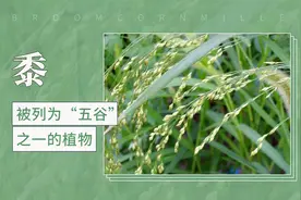 被列为“五谷”之一的植物——黍视频封面