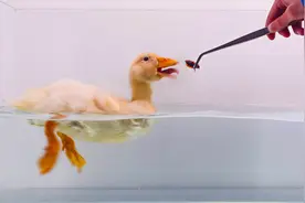 给水中的小黄鸭投喂蟑螂，吃起来太猛了！视频封面