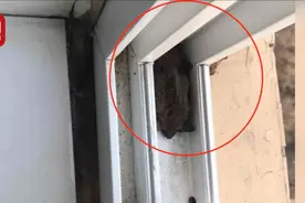 北京一居民家中飞进蝙蝠 民警穿防护服捕获放生