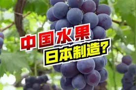 中国人吃的水果，竟然是由日本制造？聊聊咱们的【种子安全】！视频封面