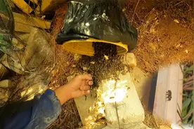 驱赶蜜蜂的最佳办法是什么？农村小伙手把手教你，既简单又管用视频封面