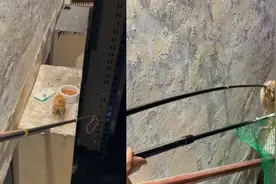 惊险一幕！猫咪被困百米高空1个月，好心人设法营救让人揪心视频封面
