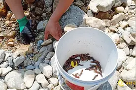 价值500元钱一斤水蜈蚣，营养价值高，吸引好多人来抓【第一集】