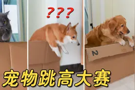 宠物版跳高大赛，柯基是来搞笑的吧？视频封面