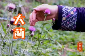 这种植物叫大蓟，可用于尿血便血崩漏下血尿路结石的草药，了解下视频封面
