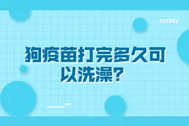宠物养护知识！狗疫苗打完多久可以洗澡？看完终于知道了！视频封面