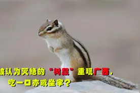 一度被认为灭绝的“树鼠”，于广西十万大山重现，吃一口或坐牢？视频封面