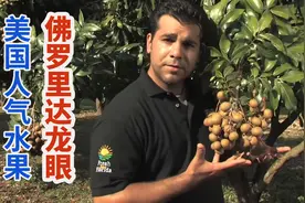 美国人气水果：佛罗里达州龙眼视频封面