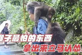 峨眉山的猴子最怕的东西，拿出来一亮，猴子立马乖乖认怂 ！视频封面