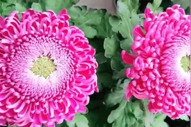 菊花控制高度、矮壮开花有秘诀！这样做，告别徒长、操作简单！