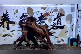 黑食水虎摄食红虫，不小心就打起来了，目前生长迅速