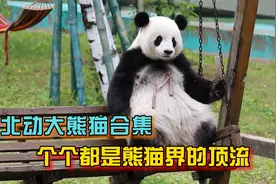 北动11只大熊猫合集，个个都是顶流网红，花点点大多网友没见过视频封面