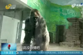 遗憾！济南动物园44岁半大猩猩“威利”因病去世，游客：太心疼了视频封面