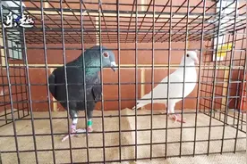 种鸽配对：纯白配纯黑，猜猜看后代会出什么羽色？视频封面