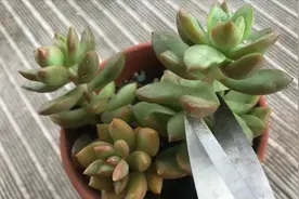 这才是多肉植物正确砍头方式，20天爆一圈小头，效率最高！