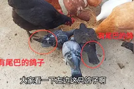 向鸽友们求助，请问鸽子的尾羽被拔掉了，还能再长出来吗？视频封面