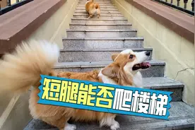 短腿柯基不能爬楼梯！——真的吗？我不信！视频封面