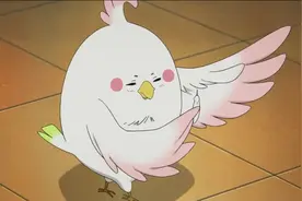 鹦鹉拔出羽毛向女孩表白，收好鸟卡后默默把毛插回去视频封面