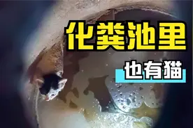 逆天改命！流浪小猫误入化粪池，救上来后直接回家！视频封面