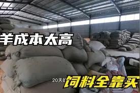 骑摩托来到久违的饲料库，喂羊成本太高，如此多的饲料只能喂20天视频封面